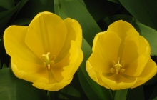 flower-holland-netherlands-rf